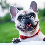 Dog Breeds - Complete List of Dog Profiles - Compare Dog Breeds