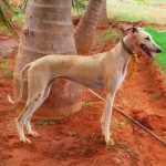 is the mahratta greyhound legal in uruguay